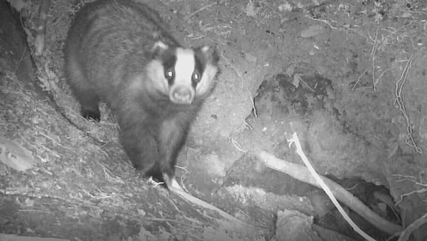 A badger caught on camera in the grounds at Áras an Uachtaráin in Dublin's Phoenix Park during a 2020 biodiversity study