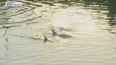 Dolphins in the River Lee, Cork