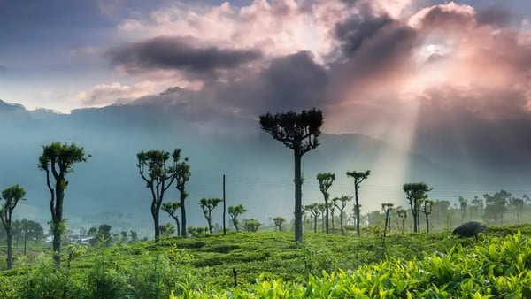 Hike through tea plantations, forests and rice paddies in Sri Lanka's Central Highlands (Alamy/PA)