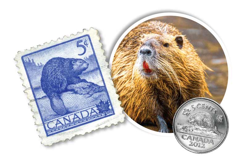 Beaver fever